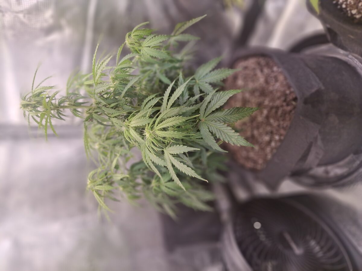 bbs-grow-diaries/week-555931-diary-548592-user-47707-699eff95f3c7b