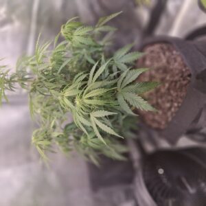 bbs-grow-diaries/week-555931-diary-548592-user-47707-699eff95f3c7b