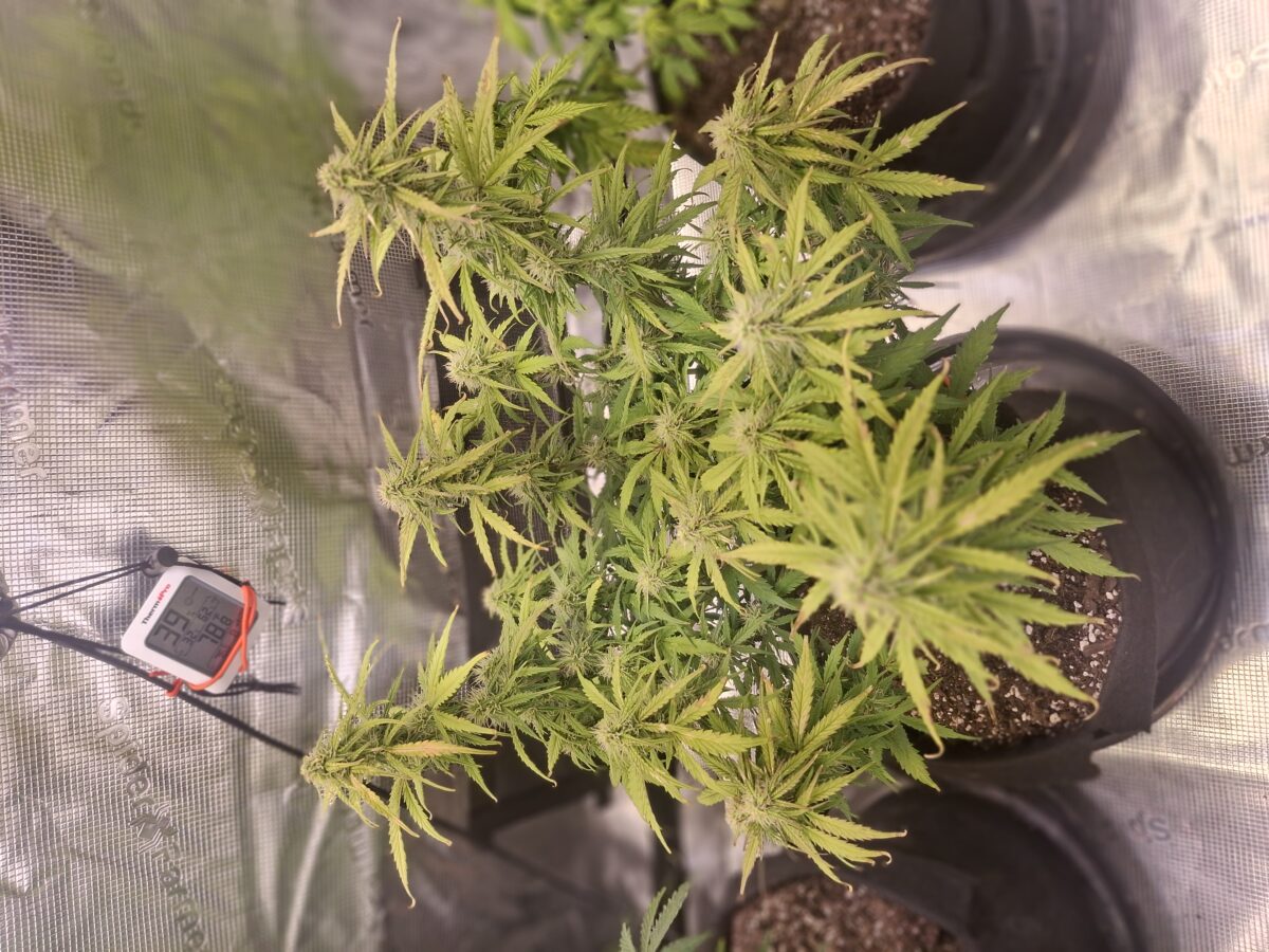 bbs-grow-diaries/week-555931-diary-548592-user-47707-699eff985ad16