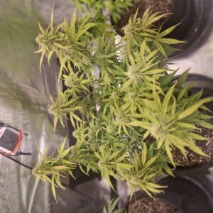 bbs-grow-diaries/week-555931-diary-548592-user-47707-699eff985ad16