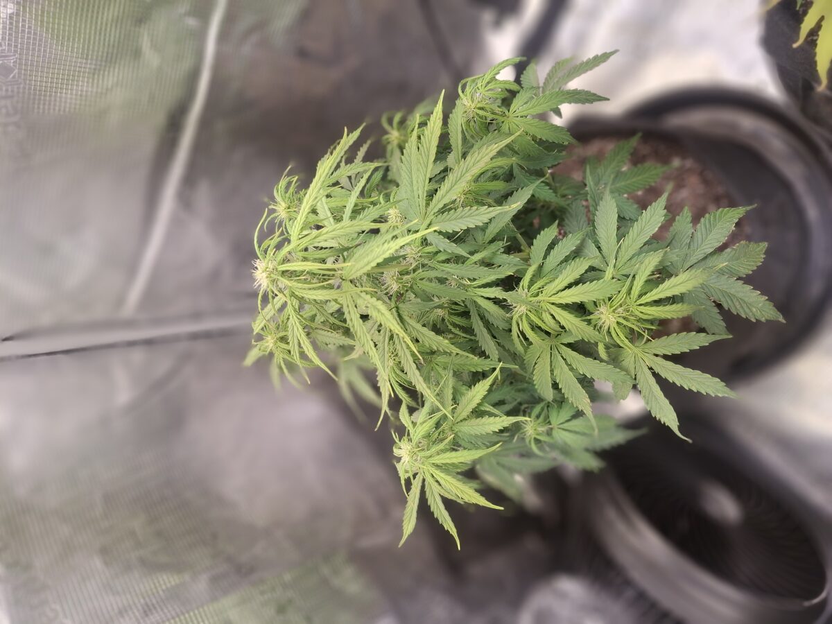 bbs-grow-diaries/week-555931-diary-548592-user-47707-699eff9abbf16