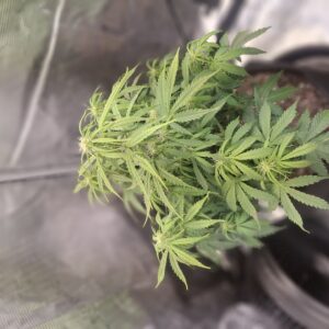 bbs-grow-diaries/week-555931-diary-548592-user-47707-699eff9abbf16