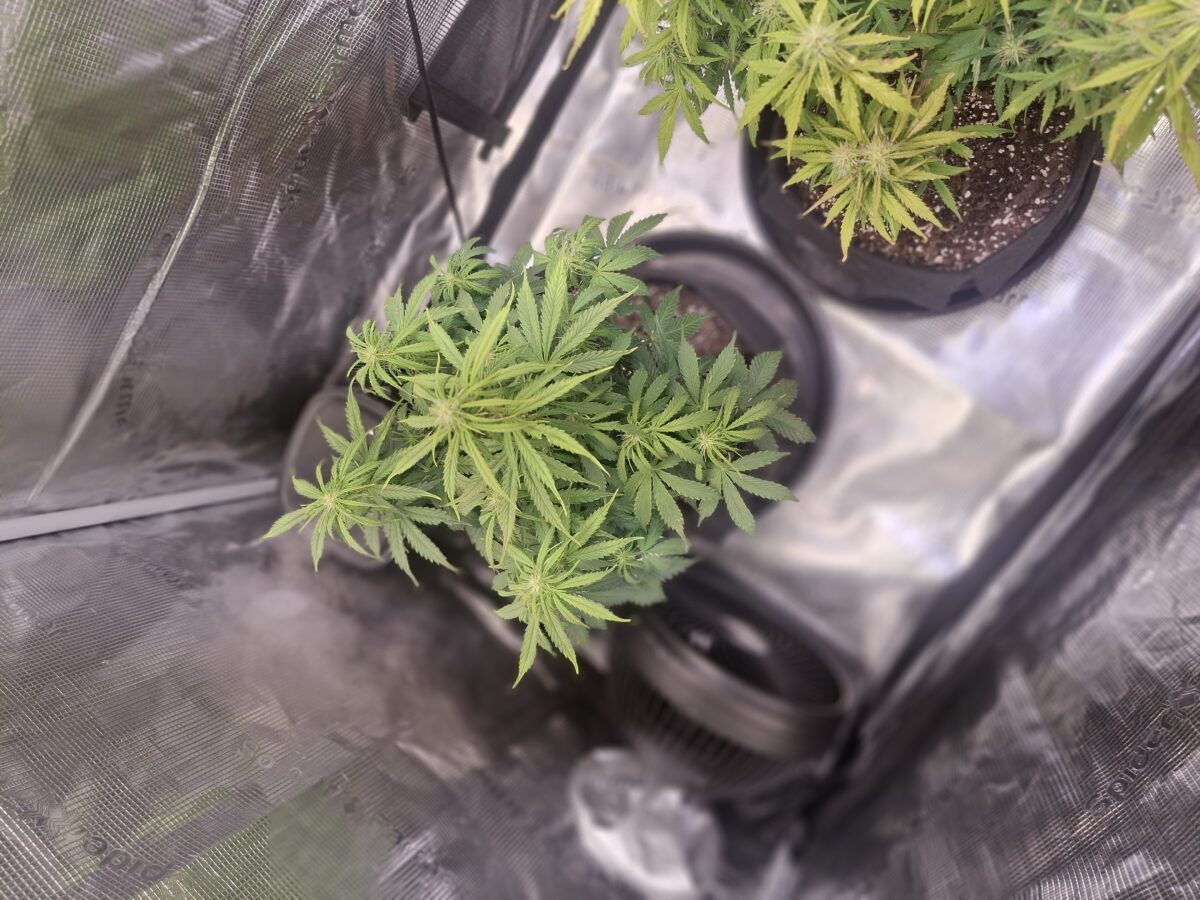 bbs-grow-diaries/week-555931-diary-548592-user-47707-699eff9d34f85