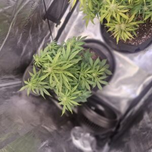 Lemon Skunk Autoflower - Flowering Week - 6