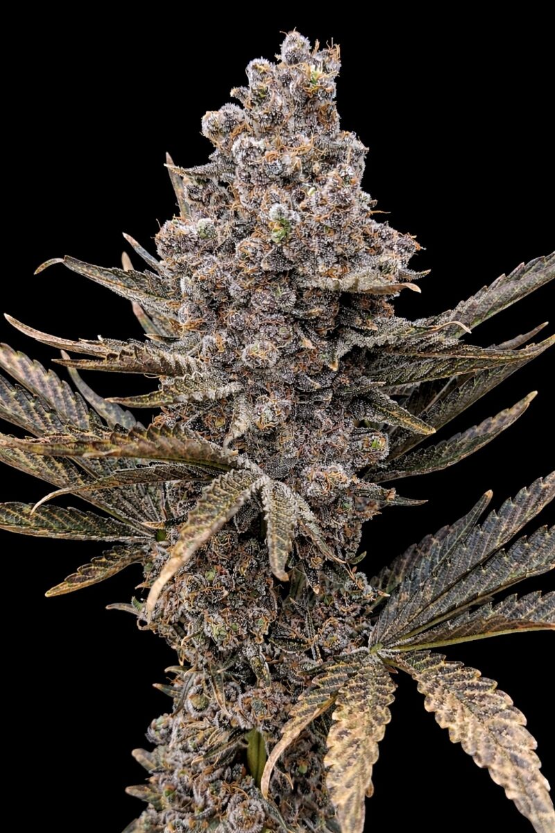 bbs-grow-diaries/week-556174-diary-528437-user-38149-69a10732b9998