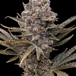 bbs-grow-diaries/week-556174-diary-528437-user-38149-69a10732b9998