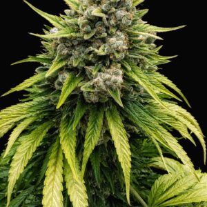 bbs-grow-diaries/week-556174-diary-528437-user-38149-69a1073441a5b