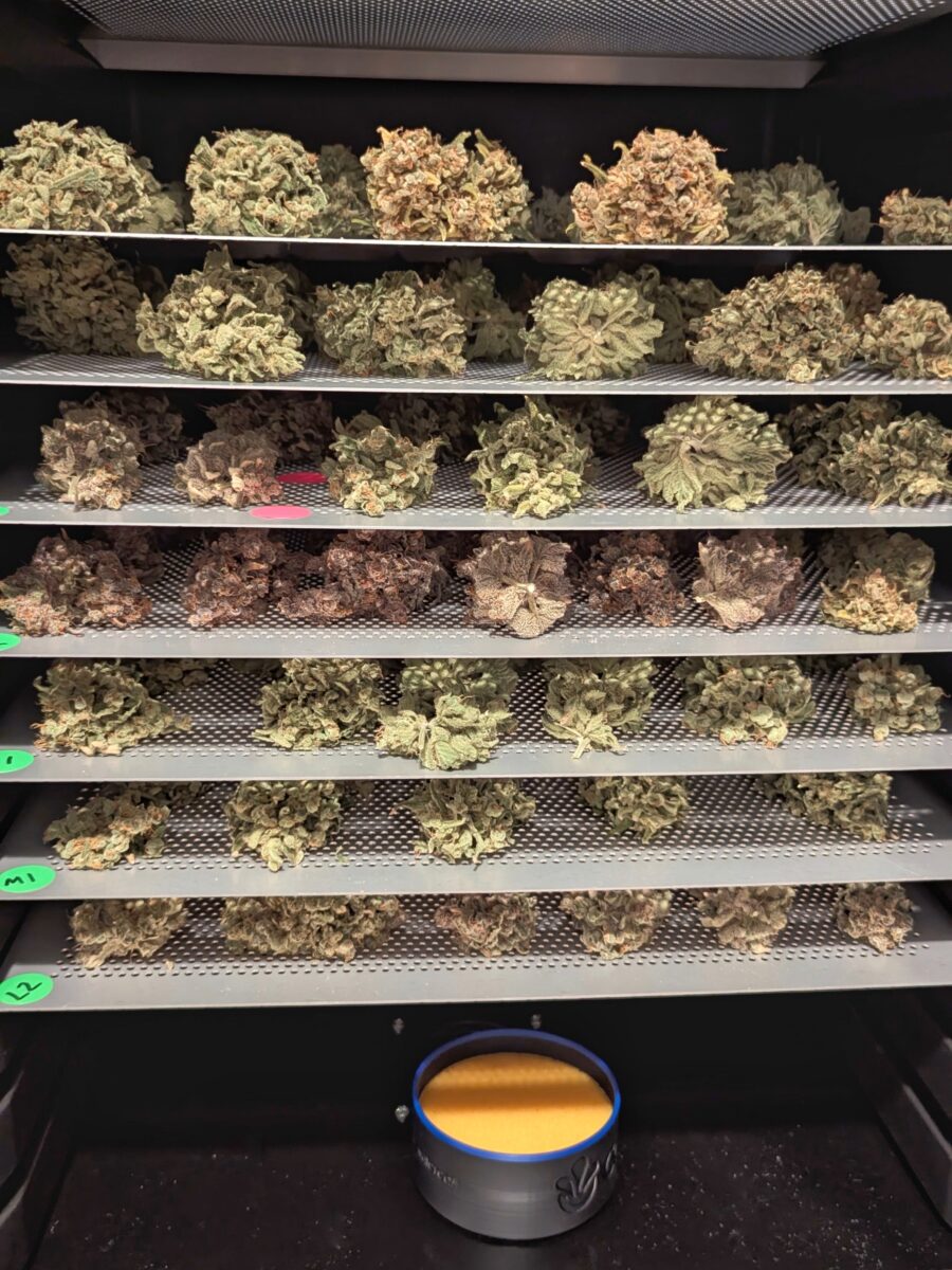 bbs-grow-diaries/week-556174-diary-528437-user-38149-69a107359f1e2