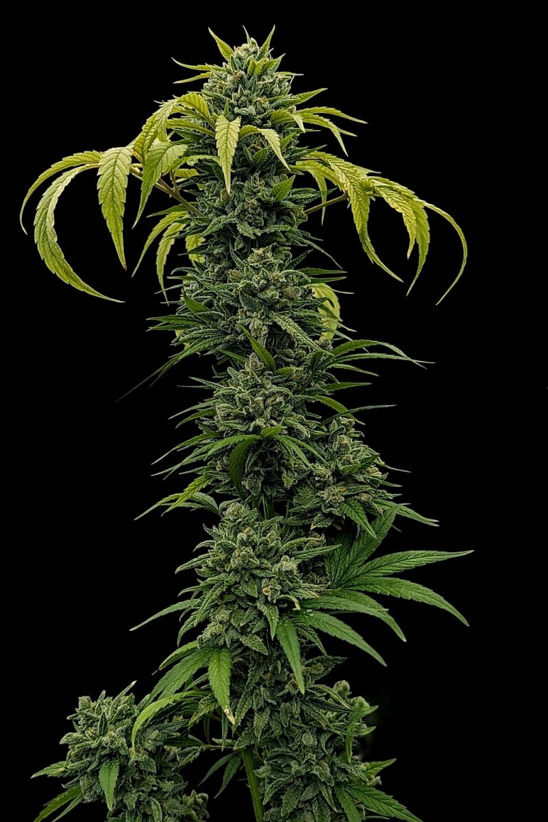 bbs-grow-diaries/week-556174-diary-528437-user-38149-69a107376eea1