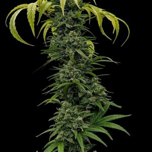 bbs-grow-diaries/week-556174-diary-528437-user-38149-69a107376eea1