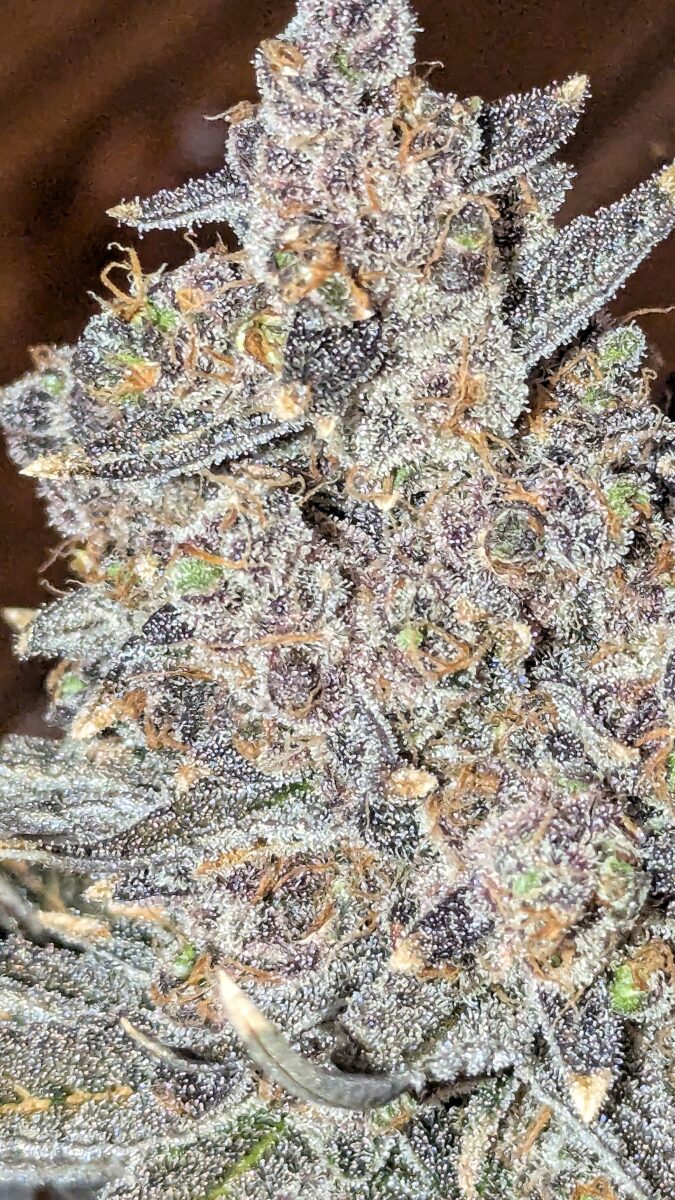 bbs-grow-diaries/week-556174-diary-528437-user-38149-69a10738dd88a