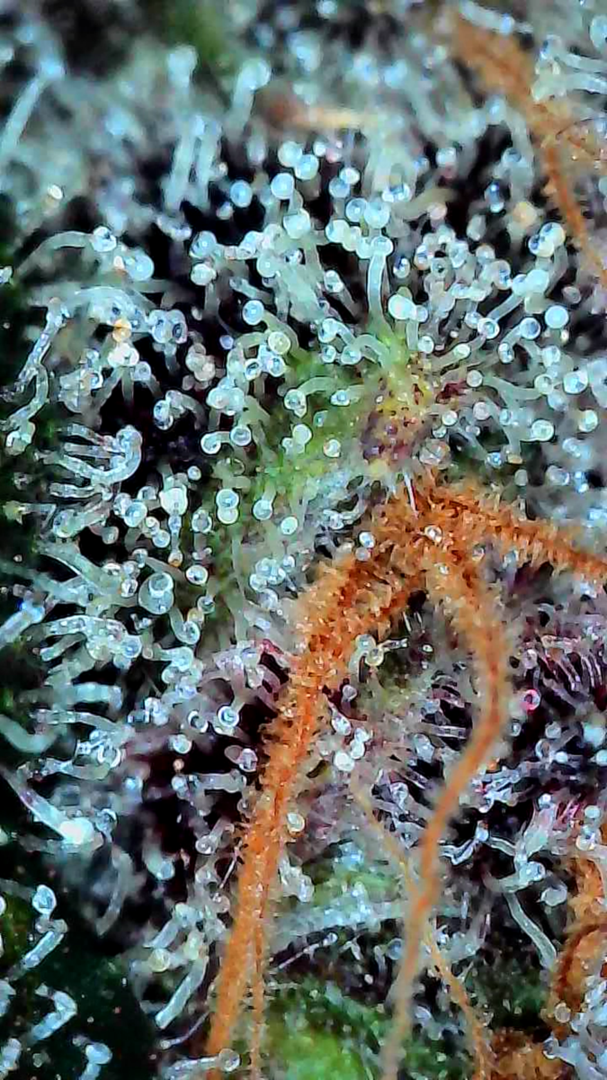 bbs-grow-diaries/week-556174-diary-528437-user-38149-69a10740b363b