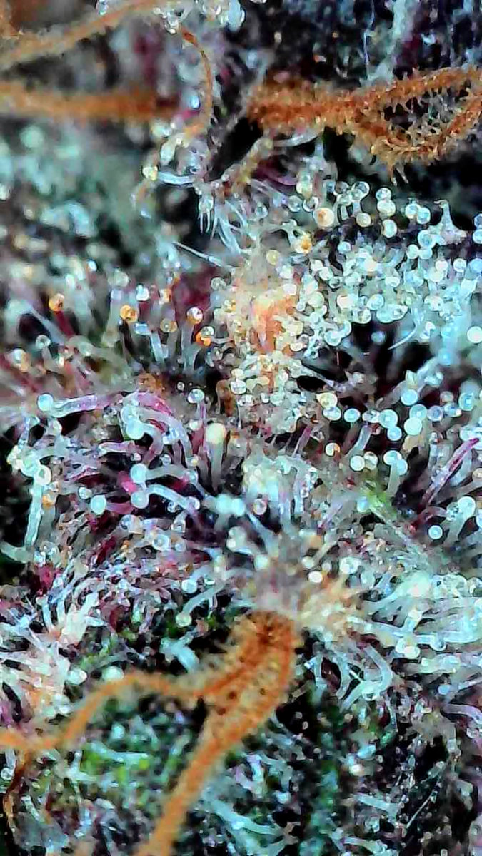 bbs-grow-diaries/week-556174-diary-528437-user-38149-69a10743b7a5e