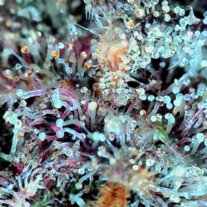 bbs-grow-diaries/week-556174-diary-528437-user-38149-69a10743b7a5e