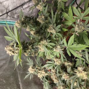 bbs-grow-diaries/week-556438-diary-527521-user-4550-69a42ebd01da1