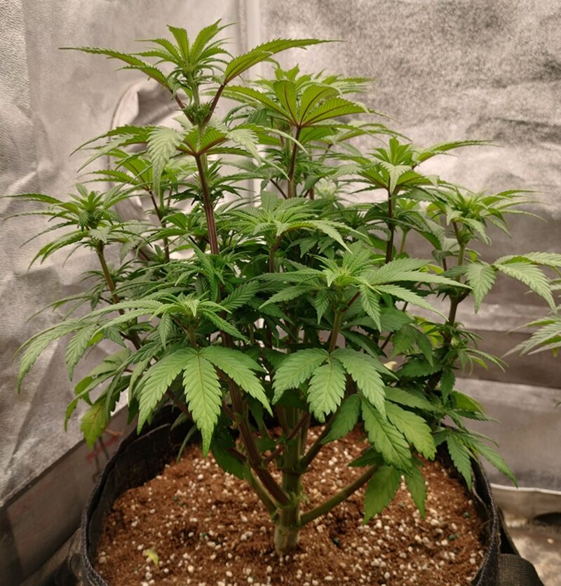 bbs-grow-diaries/week-556724-diary-542789-user-9188-69a5d93ea35c1