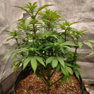 bbs-grow-diaries/week-556724-diary-542789-user-9188-69a5d93ea35c1