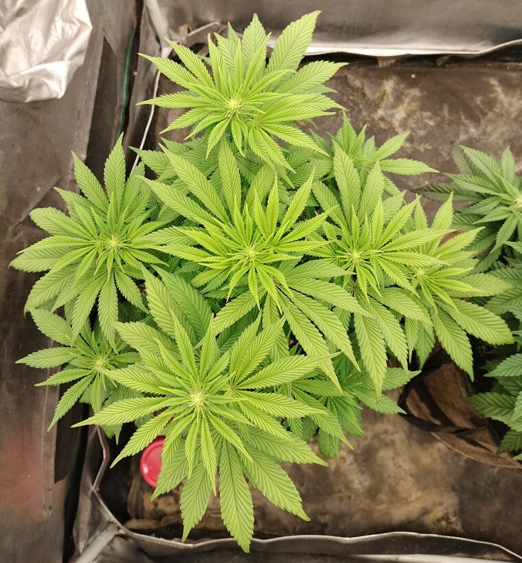 bbs-grow-diaries/week-556724-diary-542789-user-9188-69a5d93fd9013