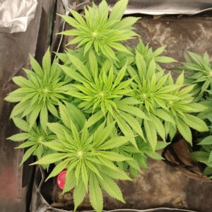 bbs-grow-diaries/week-556724-diary-542789-user-9188-69a5d93fd9013