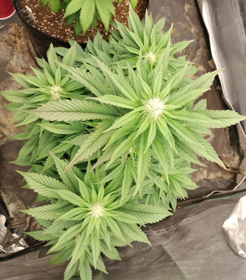 bbs-grow-diaries/week-556725-diary-542782-user-9188-69a5d9ba25614