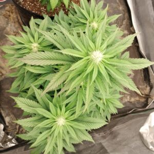 Flowering Week - 8 - Cereal Milk - 1