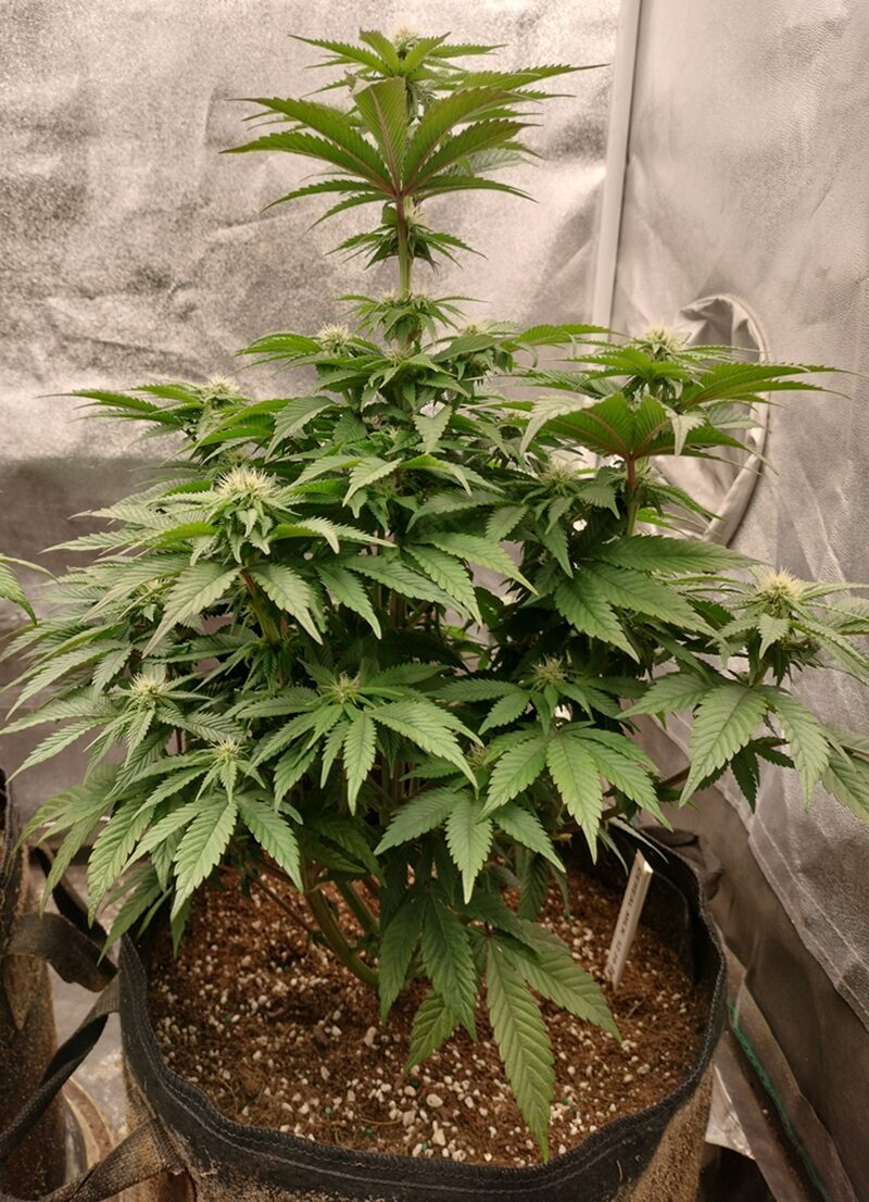 bbs-grow-diaries/week-556725-diary-542782-user-9188-69a5d9bb3fb86