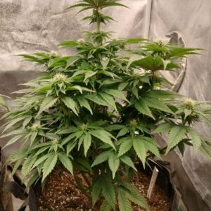 Cereal Milk - Flowering Week - 8